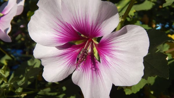 34 Easy to Grow Flowers for Your Garden