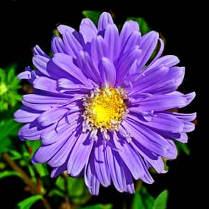 Purple aster flowers with yellow centres growing in an autumn UK garden border