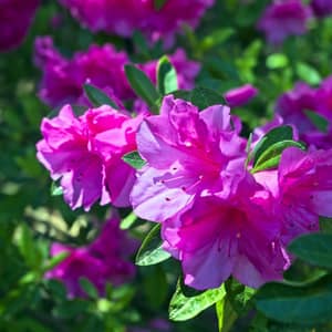 Pink azalea shrub in full spring bloom growing in dappled shade