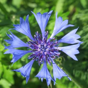 Blue cornflower bachelor buttons growing in a sunny UK wildflower meadow