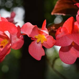 Red begonia flowers growing in a terracotta container on a UK patio