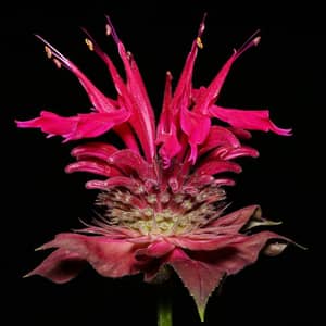 Purple bergamot bee balm flowers attracting bees in a UK cottage garden