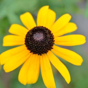 Yellow black-eyed Susan Rudbeckia flowers with dark centres in a UK border