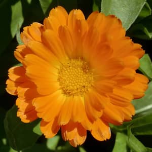 Bright orange calendula pot marigold flowers growing in a UK kitchen garden