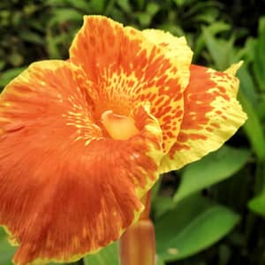 Bright red canna lily flowers with tropical foliage in a UK summer border