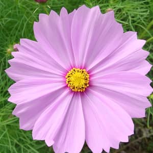 Pink and white cosmos flowers in a UK cottage garden with blue sky