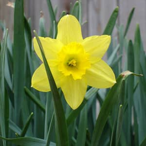 Yellow daffodils naturalised in a UK lawn in early spring