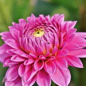 Colourful dahlia flower heads in pink, red and orange in a UK garden