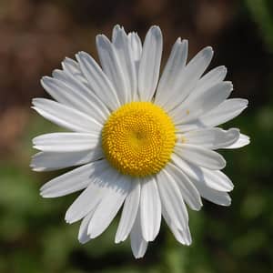 White daisies growing in a sunny UK garden border