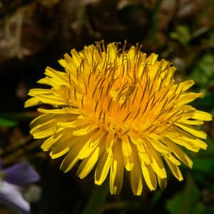 Bright yellow dandelion flowers growing in a UK meadow lawn