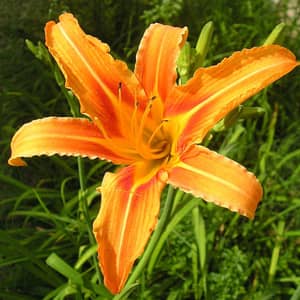 Orange day lily Hemerocallis flowers in full bloom in a UK garden border