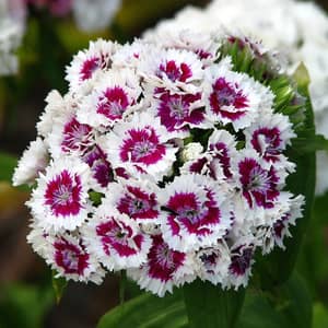 Pink dianthus Sweet William flowers growing in a UK cottage garden border