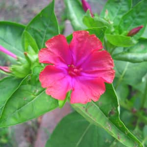 Pink and yellow four o clock Mirabilis flowers opening in late afternoon