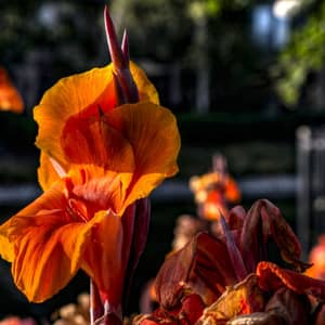 Tall gladiolus flower spikes in red and pink in a UK summer garden