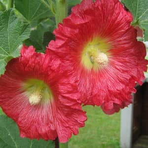 Tall pink hollyhock flowers growing against a stone wall in a UK cottage garden