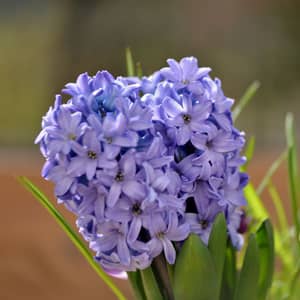 Purple hyacinth bulbs flowering in a UK spring garden bed