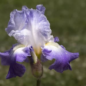 Purple bearded iris flowers growing in a sunny UK garden border