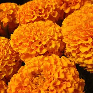 Orange and yellow French marigolds in a UK garden border edge