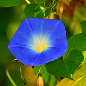 Blue morning glory flowers climbing a trellis in a UK garden