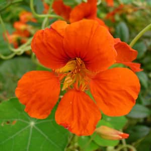 Orange and red nasturtium flowers with round green leaves in a UK garden