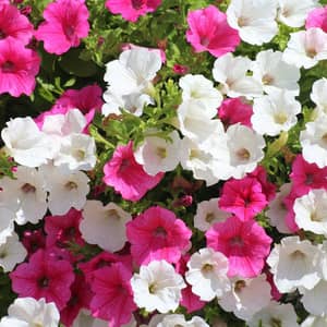 Trailing petunias in pink and purple cascading from a UK garden hanging basket