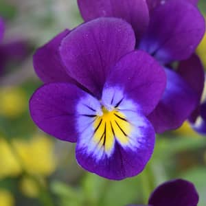 Purple wild violets growing as ground cover in a UK woodland garden