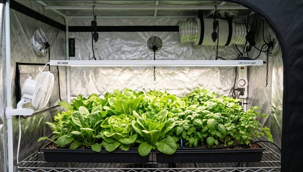 How Far Should Grow Lights Be From Plants?