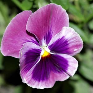Purple, yellow and white pansies flowering in a UK garden container