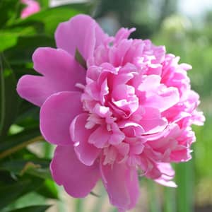 Large pink peony flower heads in full bloom in a UK cottage garden