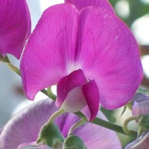 Sweet pea flowers in pink, purple and white growing on a UK garden wigwam support