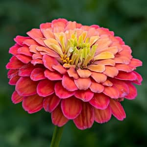 Colourful zinnias in pink, orange and red growing in a UK summer garden