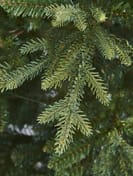 Balmoral-Fir-6ft-Christmas-Tree