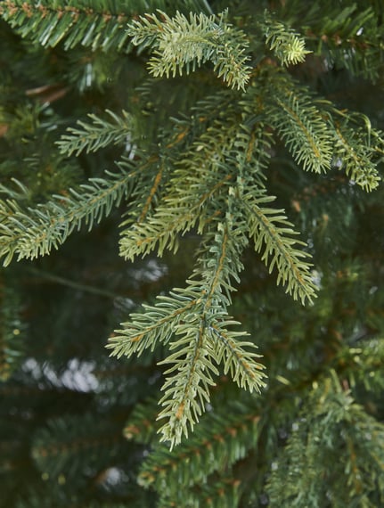 Balmoral-Fir-6ft-Christmas-Tree