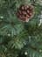 Hazlenut 4ft Potted  Christmas Tree with Cones