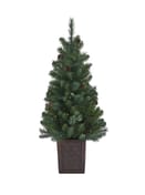 Hazlenut Pine Potted Christmas Tree