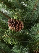 Hazlenut Potted Pine Christmas Tree with Cones