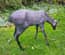 Doe Garden Sculpture Ornament
