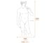 David Garden Statue in White Dimensions Diagram