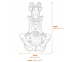 Sitting Princess Stone Garden Ornament in Sandstone Dimensions Diagram