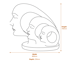 Evolution Garden Statue in White Dimensions Diagram