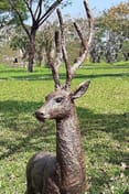 Large Standing Stag Garden Statue in Bronze