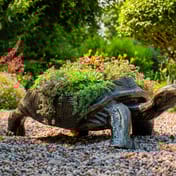 Large Tortoise Metal Garden Planter in garden setting with succulents