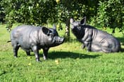 Standing and Seated Pig Metal Garden Ornament Set