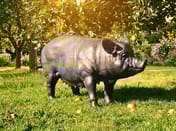 Standing Pig Metal Garden Ornament in English Country Garden