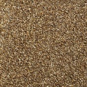 Autumn Gold Gravel Wet Close Up