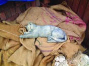 Sleeping Cat Statue in cast stone