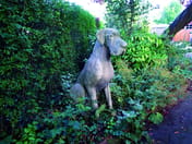 Male Great Dane Statue in cast stone