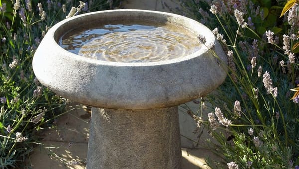How to Attract Birds to Your Bird Bath: 7 Things That Actually Work