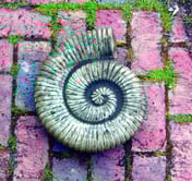 Large Stone Ammonite Garden Statue original product photo