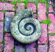 Large Stone Ammonite Garden Statue in cast stone